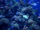 Fishies