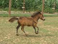 Running Horses - for equinebabe123\ Running Horses - for equinebabe123\