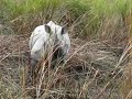 Rhino in Kaziranga NP