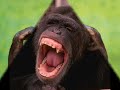 LA MONA DE TARZAN