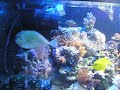 reef reef