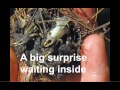 Owl Pellets