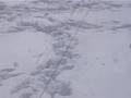 Teek and Sesom in the snow