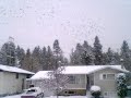 these li'l guys show-up in the cranbrook bc area every fall by the thousands. right out of alfred hitchcock's 