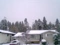 these li'l guys show-up in the cranbrook bc area every fall by the thousands. right out of alfred hitchcock's 