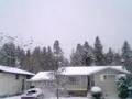 Cedar Waxwings Descend on Cranbrook BC