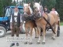 Almabtrieb von der Stiegleralm EnnsSeiten