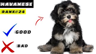 Havanese Pros And Cons | The Good And The Bad