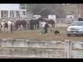 Horses threatened by wildfires on Marine Corps Base