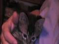How old is this Itty Bitty Kitty??? How old is this Itty Bitty Kitty???