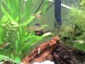 videos de 29 gallon aquarium 03jan2009