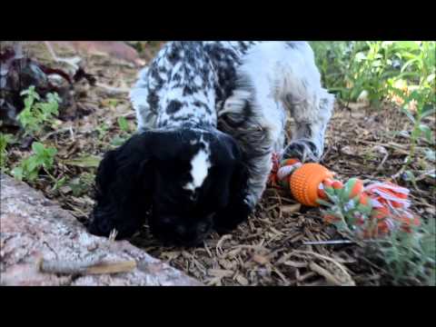 Stormy AKC Blue Roan Cocker Spaniel Puppy for sale