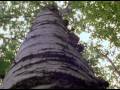 Earl's Canoe - PREVIEW