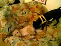 fore play of dogs