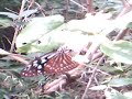A big butterfly eating honey in a flower