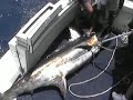 St-Martin Billfish Tournament compilation Part 1. St-Martin Billfish Tournament compilation Part 1.