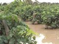 uvas del mundo ocucaje