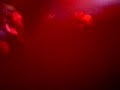 Arch Enemy Gig (part2)