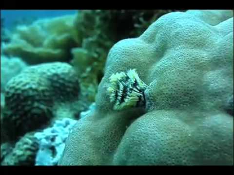 Buceo en Filipinas