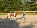 Happy Jumps A Line!