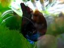 BETTA (PLAKAT)??? BETTA (PLAKAT)???