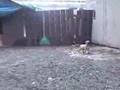 Boerboel video