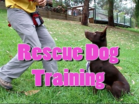 how to train kelpie puppies