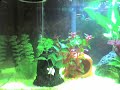 Black Neon Tetras Black Neon Tetras