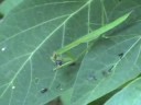 Pet Praying Mantis Eating Dinner Pet Praying Mantis Eating Dinner