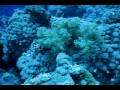 Tiran Dahab