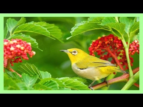 birds - This is a compilation of birds' singing in the forest - fills you with warmth, peace and energy for the day ahead.