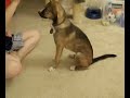 Puppy Training Puppy Training