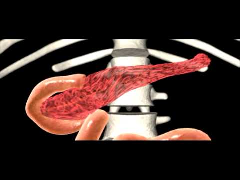 ovaries - To purchase this program please visit http://www.greatpacificmedia.com/ Segment from the program The Endocrine System: Molecular Messengers, Chemical Control...
