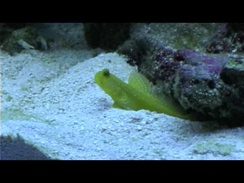 Goby yellow watchman and tiger pistol shrimp (Sand)
