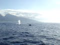 Humpback whale in Maui Humpback whale in Maui