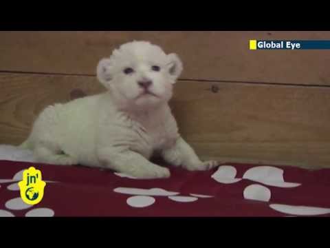 Rare baby white lion born in Serbia: Cute lion cub roars for the cameras at Belgrade Zoo