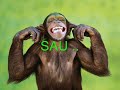 Ceva-frumos-pt-o-per