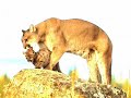 Sonic Division - Maternal Love
