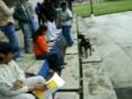 El-perro-y-el-balon-