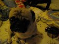 Pug singing!!!! 八哥唱歌!!