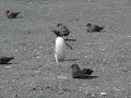 penguin chasing skuas penguin chasing skuas