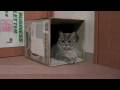 だーだん♪ - HD