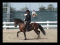 American Paso Fino
