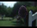 letus35 dvx100a screen tests