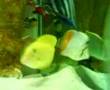 Red tail butterfly fish