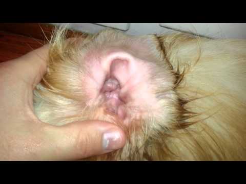 how to apply zymox otic