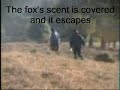 Hunt sabs save fox with sprays