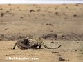 Leopard attacking and killing Crocodile by Hal Brindley Leopard attacking and killing Crocodile by Hal Brindley