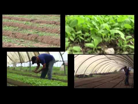 cubanseedbed