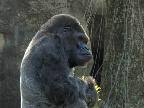 ivan the gorilla ivan the gorilla